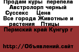 Продам куры, перепела. Австролорп черный. Суссекс. › Цена ­ 1 500 - Все города Животные и растения » Птицы   . Пермский край,Кунгур г.